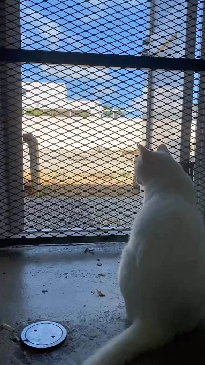 中原絵梨奈のインスタグラム：「おはよー🐈✨」
