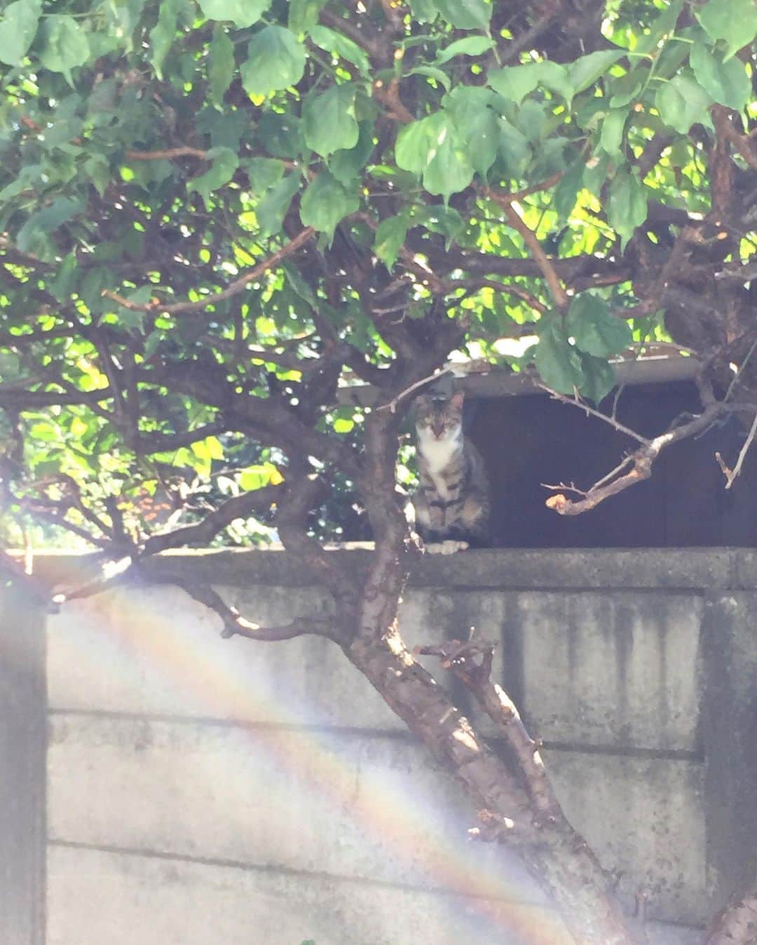 山田稔明さんのインスタグラム写真 - (山田稔明Instagram)「9年前の今日9月23日朝の9時半頃、我が家の庭に初めてチミママがやってきた記念日。ポチ実を保護して間もないタイミングでものすごくドキドキした。初めて写したママンの写真、不思議な虹。2枚目は窓の向こうのチミママを見つめる仔猫チミータ。 #チミママ #ポチ実」9月23日 9時38分 - toshiakiyamada