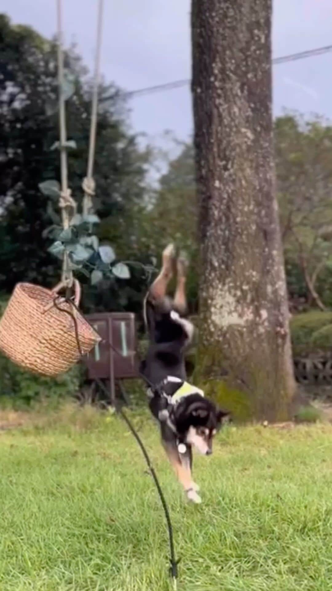 黒豆柴こむぎのインスタグラム：「ボクは、アクロバット犬なのだ🤸🏻🐕💫2023.09.23  ⭐･*･✩･*･⭐･*･✩･*･⭐･*･✩･*･⭐ ボクのLINE公式アカウントが出来たよ。 ボクとお友だちになって、以下の メッセージを送ってみてね。お返事するよ😘 「こむぎくん」「おはよう」「こんにちは」 「おやすみ」「おしくらまんじゅう」 「変顔して」「こんばんは」「ただいま」 「遊ぼう」「本性見せて」  https://lin.ee/qCJvtxa ハイライト、プロフィールからも飛べます❣️ ⭐･*･✩･*･⭐･*･✩･*･⭐･*･✩･*･⭐  #アクロバット #逆再生 #黒豆柴こむぎ #黒豆柴 #豆柴 #黒柴 #柴犬 #柴 #まめしば #しばいぬ #しば #mameshiba #kuroshiba #shibainu #shiba #shibalovers #shibastagram #shiba_snap #shibasofinstagram #ふわもこ部 #pecoいぬ部 #pecotv #いぬら部 #proudshibas #thedailyshibainu #ここ柴部 #いぬのきもち #todayswanko #9gagpets #柴スケッチ」