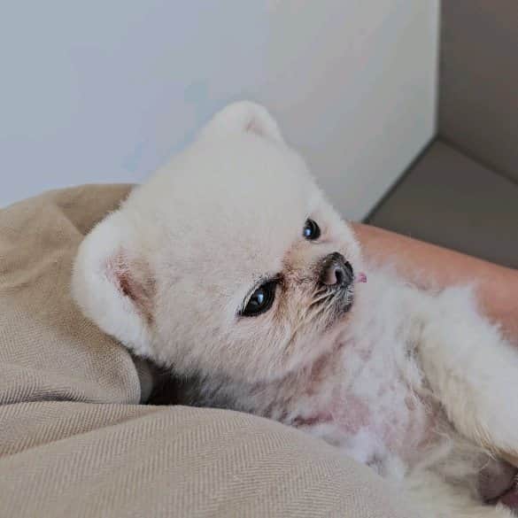 thesoy_yoonsoのインスタグラム：「. 루퐁이네 시골집 공사 막바지 . 환경호르몬 넘 걱정ㅠㅠ 내 측정기로 측정해보니 괜찮ㅎㅎ 근데 내 측정기를 믿을수 없음ㅋㅋ . 모두 몽땅 전부~ 친환경으로 신경써서 시공 했지만 혹시몰라 이따가 환경호르몬, 라돈등  실내공기 전문장비로 측정할 예정이에요 . 침대가 들어왔어요 인테리어 살짝 맛보기 루퐁이 맞춤침대로 제작했어요 . 폴딩박스를 좋아하는 루디씨를 위한 폴딩박스 닮은 루디아지트 침대 높이에 맞춰 퐁키 산소방 거치대 만들고 루퐁이 스탭은 경사 완만하게 넓고 길게~ . 수전 하나까지 루퐁이 맞춤으로 신중하게 고르고 시공한 우리집 . #모해디자인 마지막까지 화이팅! 예민하고 꼼꼼해서 죄송합니다ㅋㅋㅋ . @mohaedesign_official」