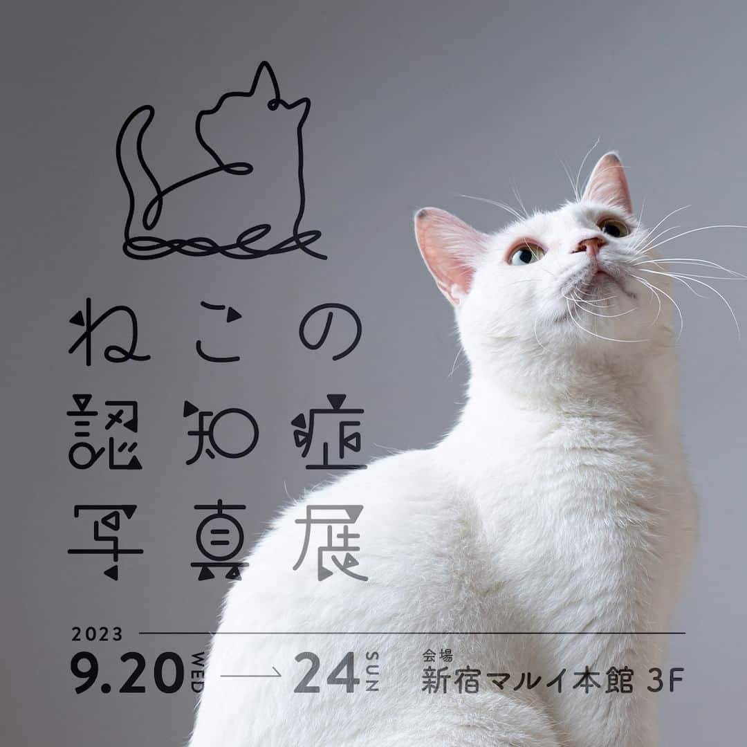 PECOねこ部のインスタグラム：「【残り2日！】 . ペットライン（@petline_cats）主催「ねこの認知症 写真展」ですが、開催期間が残すところ残り2日となりました！ . この写真展は、認知症やその他の病気・疾患と向き合う高齢のねこたちの写真が集まる、これまでにない試みです。ご応募いただいた中から選ばれた6組のねこちゃんの写真を撮影。飼い主さんの「少しでも長く過ごしたい」「いつまでも元気でいてほしい」という想いとともに作品を展示しています。 . 是非、ご来場ください！ . ＜開催概要＞ タイトル：ねこの認知症 写真展 日時：2023年9月20日(水)〜24日(日) 開館時間：11:00～20:00 　※最終日24日(日)のみ18:00までの開催 場所：新宿マルイ本館 3階（東京都新宿区新宿3丁目30−13） 入場料：無料 . #pr #ねこの認知症写真展  #ペットラインねこ部 #猫の写真展 #石原さくら」