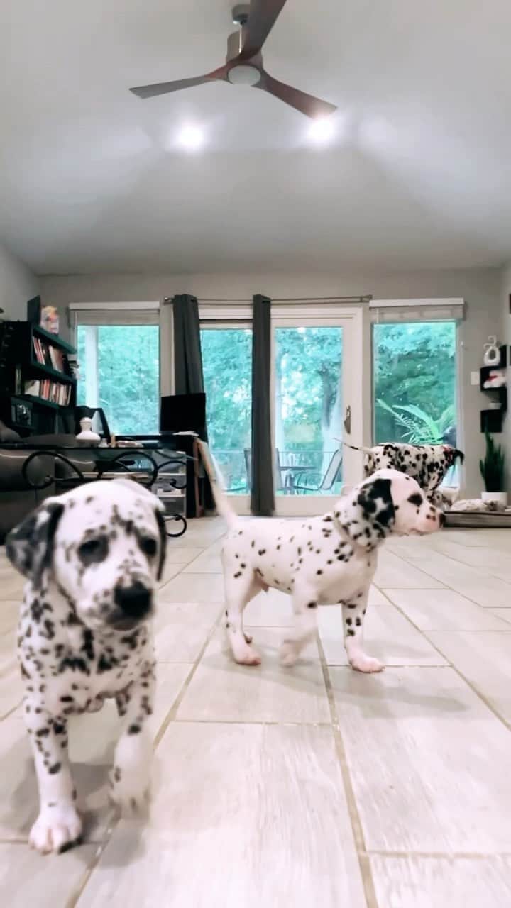 Instagramのインスタグラム：「101 Dalmatians IRL  🤍🖤  On today’s #WeeklyFluff we are going exploring with @mr.mrs.sweetface’s (Gemma and Kobe) adorable pups.   Video by @mr.mrs.sweetface」