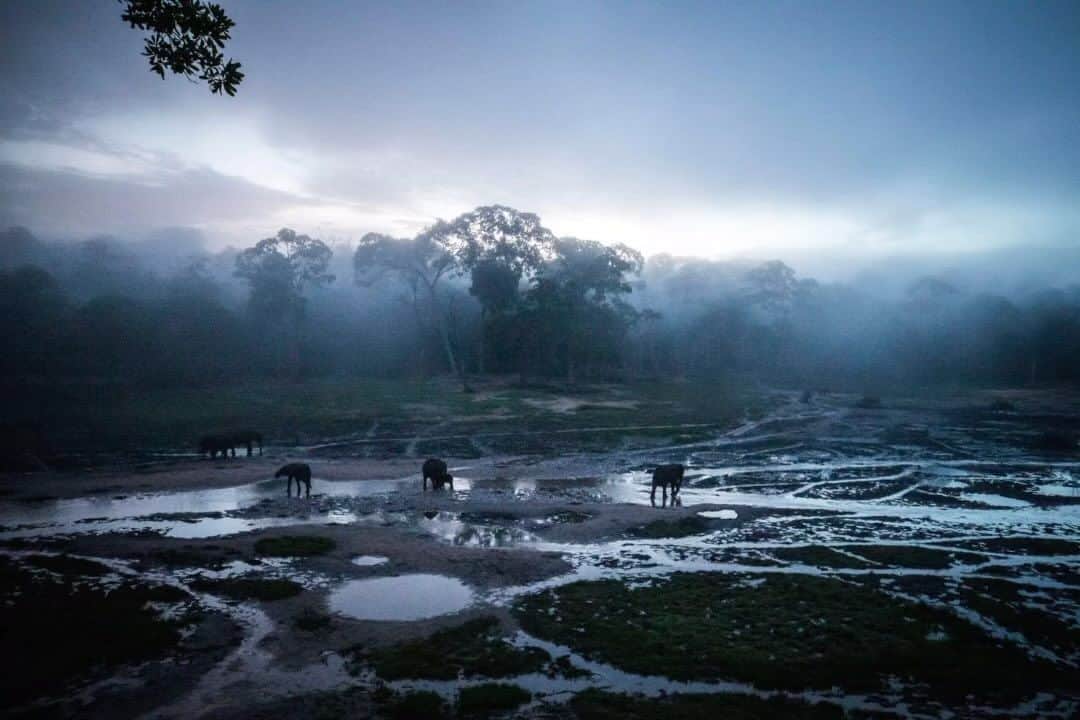 thephotosocietyのインスタグラム：「Photos by @thomas.nicolon // These images and sound recordings give you a good idea of what it’s like to sleep surrounded by forest elephants at Dzanga bai, Central African Republic. Shot for @natgeofr back in 2019 // Follow me @thomas.nicolon for more images from central Africa」