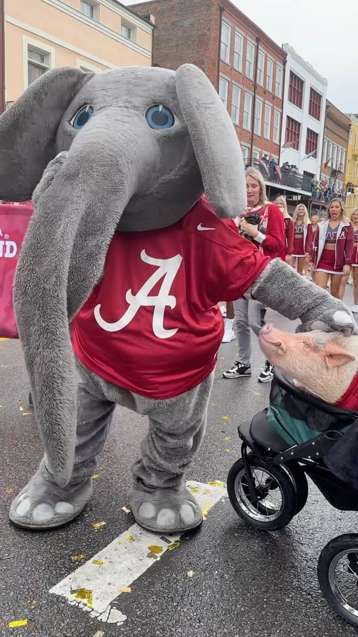 Priscilla and Poppletonのインスタグラム：「It’s #ElephantAppreciationDay, so we have to give a 🐽out to our favorite elephant @ua_big_al. We still aren’t over that time he spotted Pop and Penn in the Sugar Bowl parade and stopped to give them a few pets. We love you Big Al!🐷❤️🐘 #BigAl #AlabamaMascot #BestElephantEver #PopandPenn #PrissyandPop」