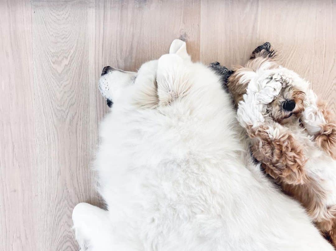 Buddy Boo Blueのインスタグラム：「Continuing the series of dogs sleeping with Sunny … who is also a dog.」