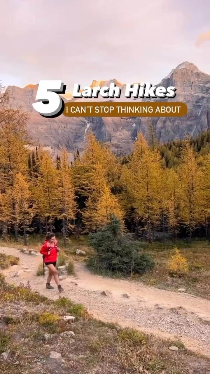 Explore Canadaのインスタグラム：「Move over Pumpkin Spice season! Around here, larch season is the real star. 🍂 👀   Larch trees turn a glorious yellow in Alberta during this time every year. Based on the weather, they only last 1-2 weeks so hurry before they’re gone!  @wzylouisey has your fall hiking destinations sorted for watching Autumn explode with colours of yellow, orange and red. 💛🧡❤️       📷: @wzylouisey 📍: @travelalberta        Video description:  Video showing various hiking trails during Autumn. Text on screen reads “5 Larch Hikes I Can’t Stop Thinking About. 1) Arnica Lake, 2) Larch Valley 3) Numa Pass 4) Upper Twin Lake 5) Floe Lake」