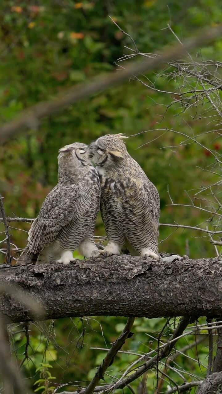 Earth Picsのインスタグラム：「@killercatnip Juvenile Great Horned Owls playfighting and preening before hunting! The great horned owl stands as one of North America’s largest and most prevalent owl species. Nevertheless, despite their prevalence, these owls are rarely seen due to their nocturnal behavior and exceptional camouflage.  🎥 @killercatnip  🎶 Jacob’s Prayer-Emile Mosseri」
