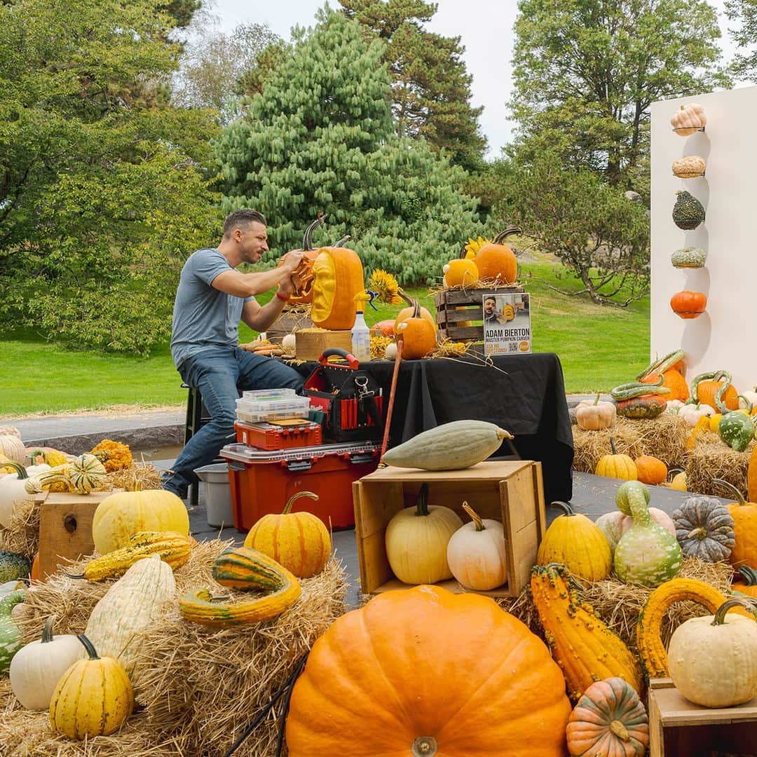 ニューヨーク植物園のインスタグラム：「We’re dreaming about crisp air, cozy coats, jack-o’-lanterns, and all the colorful leaves to come. Fall starts this Saturday! 🍂  As your Pumpkin Headquarters, the Garden is decked out in hues of orange, red, and yellow, with grinning gourds setting the scene. Watch master carver @adambierton create fearsome jack-o'-lanterns every weekend until the end of October, and use the creativity he inspires on one of the live pumpkins you can buy at NYBG Shop to take home and carve. Be sure to get your tickets for Bales & Ales later this month, where you can enjoy craft beers, lawn games, and live music. And there's plenty to do for the little ones, too, including Spooky Garden Nights, where they'll don their Halloween costumes for an after-dark adventure along our winding trails.  Don't miss the beauty and excitement of New York City's most beautiful landscape in this season of change—visit the link in our bio to get your tickets!  #FallOWeen #BalesAndAles #SpookyGardenNights」