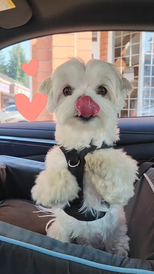 Toby LittleDudeのインスタグラム：「You're my favorite 💕  #theothemaltese #favorite #maltese #ifdogscouldtalk」