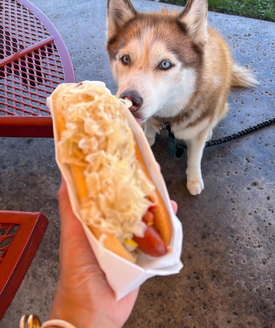 ライナ・ホワンさんのインスタグラム写真 - (ライナ・ホワンInstagram)「My new hot dog spot @pchhotdogs I went and ate the entire menu 😋😋 watch my video here —> https://youtu.be/evrcqNMsL_g?si=NP6jLhGgn0XNRUOw」9月23日 5時55分 - rainaiscrazy