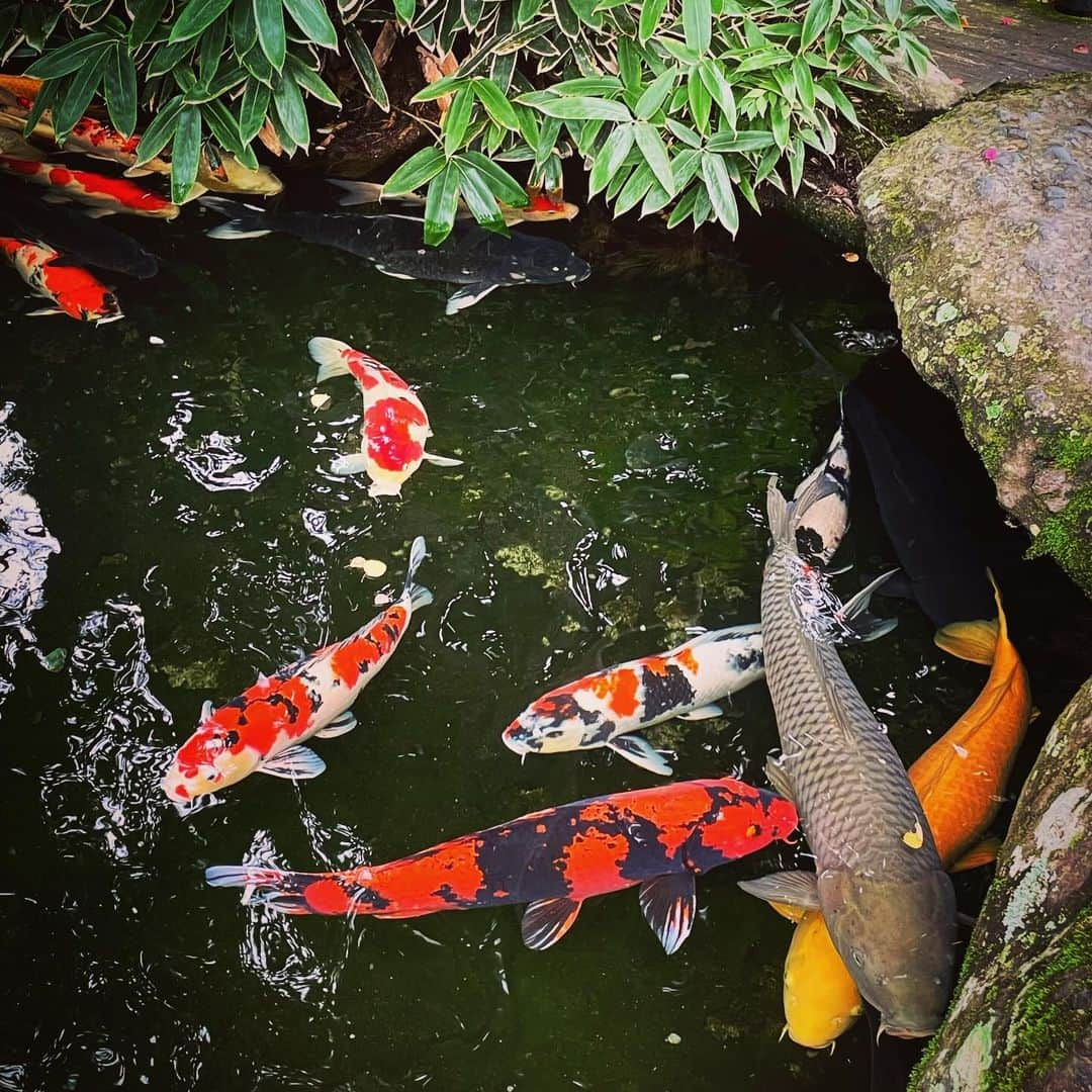 石田昌宏さんのインスタグラム写真 - (石田昌宏Instagram)「伊勢神宮の内宮の池の鯉。いい感じの錦鯉が多く好きな場所のひとつです。」9月23日 6時22分 - masahiro_ishida_