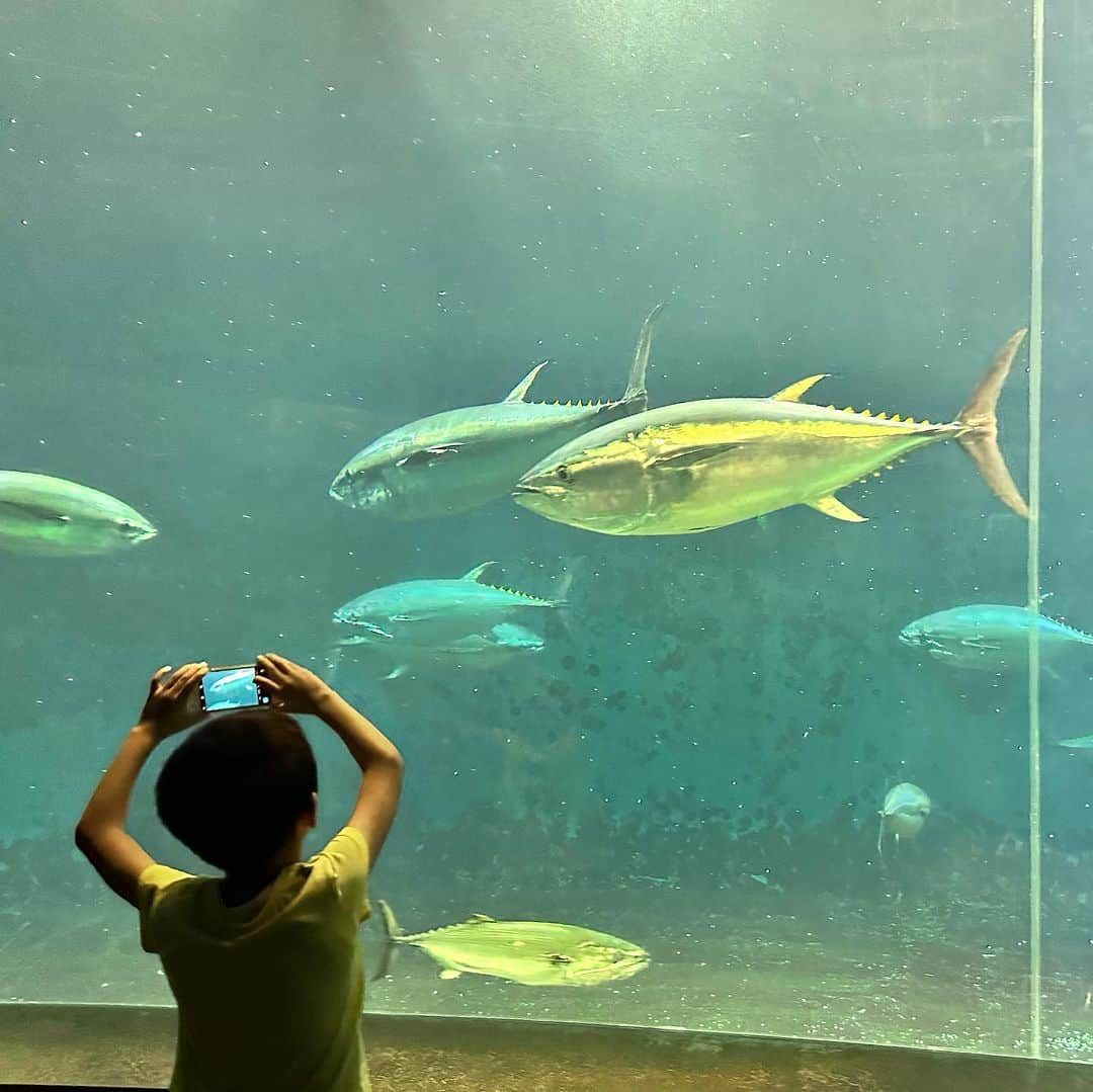 澤野井香里さんのインスタグラム写真 - (澤野井香里Instagram)「東京湾に浮かんでいる様なドーム型の建物の#葛西臨海水族園 🐡✨  海外で生息してる珍しいお魚🐠がたくさんいてちょっと世界旅行気分🌍を味わえたり、触れ合いもできたり、大きな水槽ではたくさんのマグロ🐟がビュンビュンすごいスピードで泳いでいるのが圧巻😳‼️  #葛西臨海公園 も広くてお散歩気持ちよかった^ - ^  #ks_23✨ #ks_tokyo✨ #国内旅行 #家族旅行 #東京旅行 #東京 #東京ディズニーランド #こどもとおでかけ #男の子ママ #女の子ママ #ママライフ #ママリ #コドモノ  #7歳 #4歳 #👦🏻👧🏻 #S⭐️_ #M🍒_  #s⭐️m🍒 #🐠 #tokyo #aquarium」9月23日 6時49分 - kaori_sawanoi