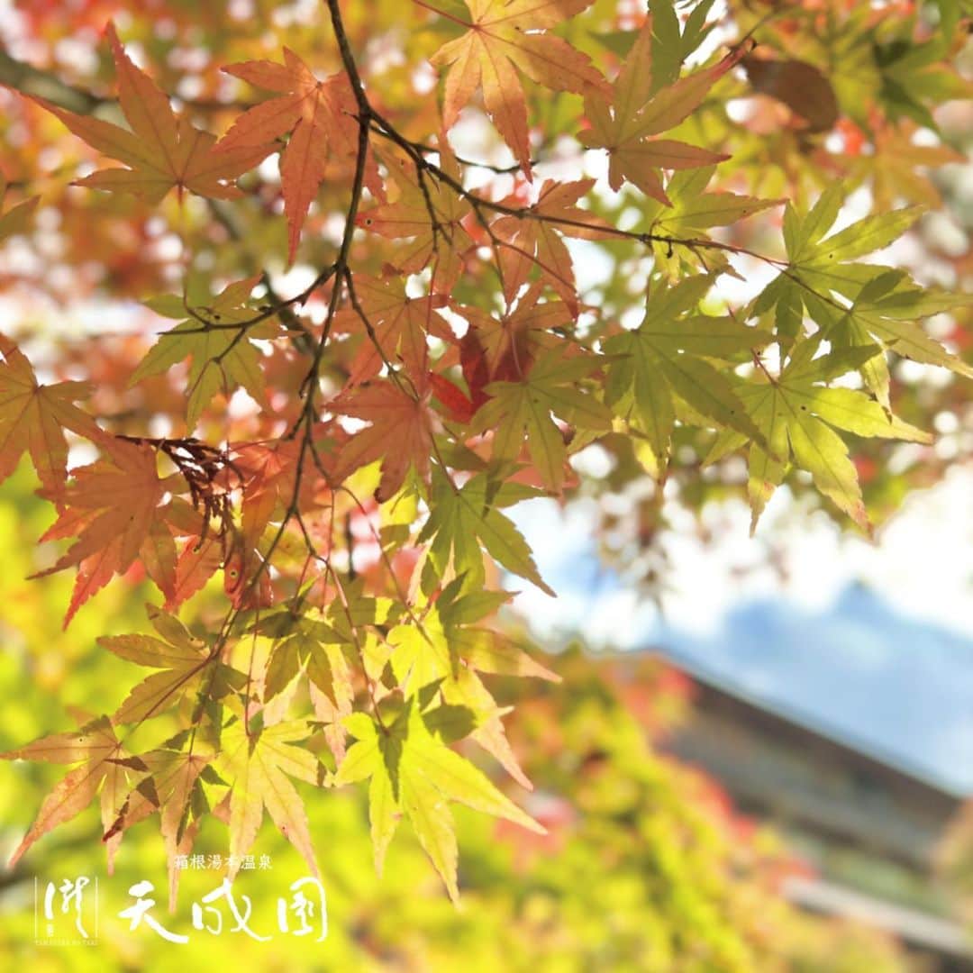 【公式】箱根湯本温泉 天成園のインスタグラム：「♨️ ＼今日は #秋分の日／  長かった夏もいよいよ終わり、涼しい秋への移りかわりの日です🍁  色付いた箱根の山々を眺め、涼しい秋風を感じながらの温泉はとっても気持ち良いですよ♨️  温泉に入ったら庭園をまったり散策😊  涼しくなるのが待ち遠しいですね  #箱根 #天成園 #食事 #限定 #箱根湯本温泉 #温泉 #箱根旅行 #旅行 #神社 #滝 #日本庭園 #日帰り温泉 #hakone #夜空 #onsen #japan #露天風呂 #日本旅行」