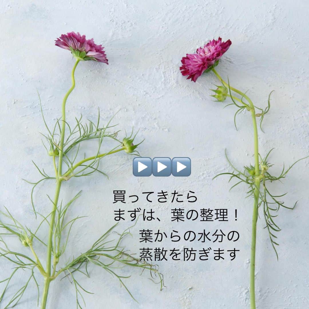 雑誌『花時間』さんのインスタグラム写真 - (雑誌『花時間』Instagram)「コスモスは、もたない花だと決めつけていませんか？  花時間（＠hanajikan_magazine）です。  もちろん、カーネーションやキクといった長もち優等生と肩を並べるなんて言いません😅  でも、買ってきて、あっという間に、しおしおとしてきまうことは、この処理をすると避けられそうです。  まず、選ぶべきは、 茎がしっかりしているコスモス。  茎にくらべ、花が大きなコスモスなので 花をしっかり支えられる茎であることが肝心なんです。  しっかりさんを選んだら、 葉の整理、深水へと下処理をしゅくしゅくと進めましょう。  はやるきもちは抑えてね！  葉がつきすぎていると、吸い上げた水が寄り道。お花までたどり着かないことに。  蒸れにもつながりますね！  いま、新潟の実家に帰省中。沿道に、キバナコスモスとピンクのコスモスが入り交じって咲いていて、秋を実感しているところです。  皆さまも、元気smile😊😊😊よい週末をお過ごしくださいね！ byピーターパン  【花時間ニュース】 💜『花時間マルシェ』発、花の定期便が大好評🥰　世界でここだけのバラと旬花が届く嬉しいサービスです💕  💜『花時間』の2024年カレンダー、大好評発売中！  💜『花時間2023秋』〈花屋さんへ行こう〉大好評発売中！  💜『花と短歌でめぐる 二十四節気 花のこよみ』大好評発売中  #花時間  #フラワーアレンジ #コスモスが好き #コスモス #秋桜 #花が好き #花が好きな人と繋がりたい  #花を飾る  #花を飾る生活 #花屋さんへ行こう」9月23日 17時53分 - hanajikan_magazine