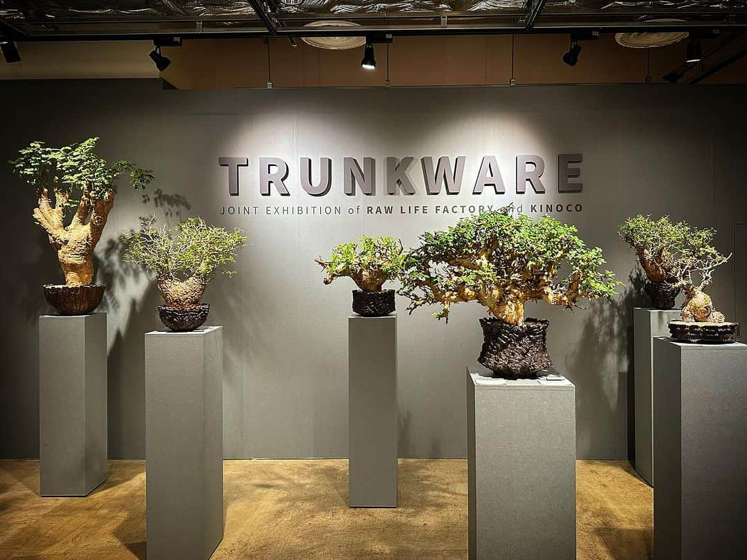 嵜本将光 のインスタグラム：「⁡ 渋谷パルコ4Fで開催されているイベント ⁡ "TRUNKWARE" Joint Exhibition of Raw Life Factory and KINOCO ⁡ 毎回度肝抜かれるけれど、 今回も入り口前に立った瞬間から鳥肌が立ちまくり ⁡ 奥へ一歩一歩進むたび まさに感動の連続 ⁡ Raw Life Factory の作品も棚いっぱいに並んでいて、 それを眺めながら田島さんご夫婦と沢山お話しできて最高に幸せな時間でした。 ⁡  ⁡ @kinoco__inc  @pmx003 @tennessee198  #trunkware  ⁡ @gt_rlf @yuki_rlf ⁡ #rawlifefactory」