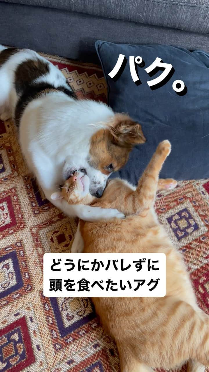 naomiのインスタグラム：「せ、成功？  #元野良猫 #元保護犬 #犬と猫のいる暮らし  #ターとアグ」