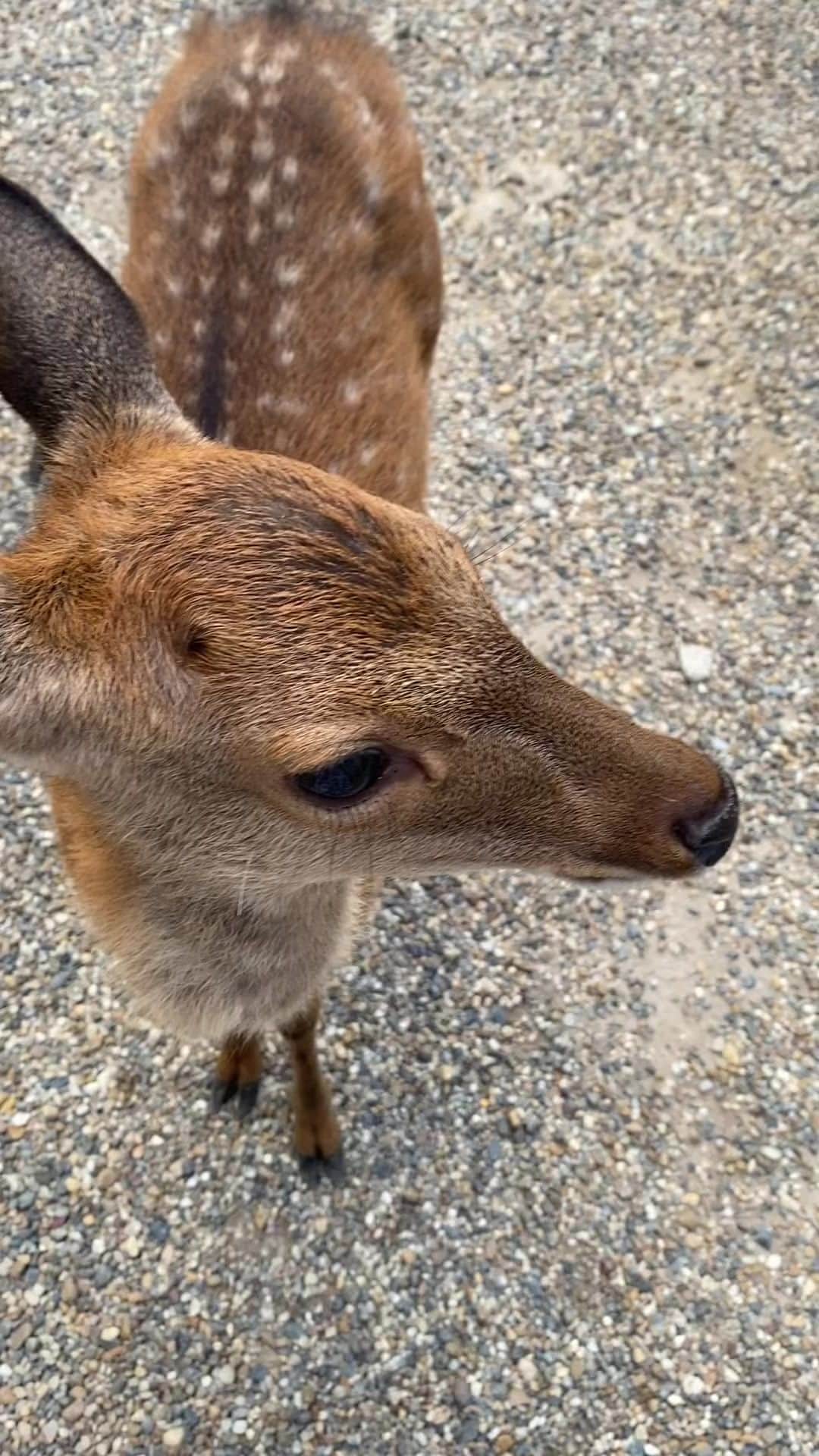 宮崎ともこのインスタグラム：「かわいいバンビちゃん😍 太っている鹿さん達。 コロナ禍をこえて、観光客から鹿せんべいをもらえるようになって良かったね😊 #春日大社 #奈良観光 #バンビ」