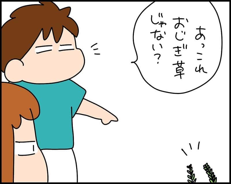 のインスタグラム：「#おじぎ草  #オジギソウ  #日常  #夫  #植物  #夫婦」