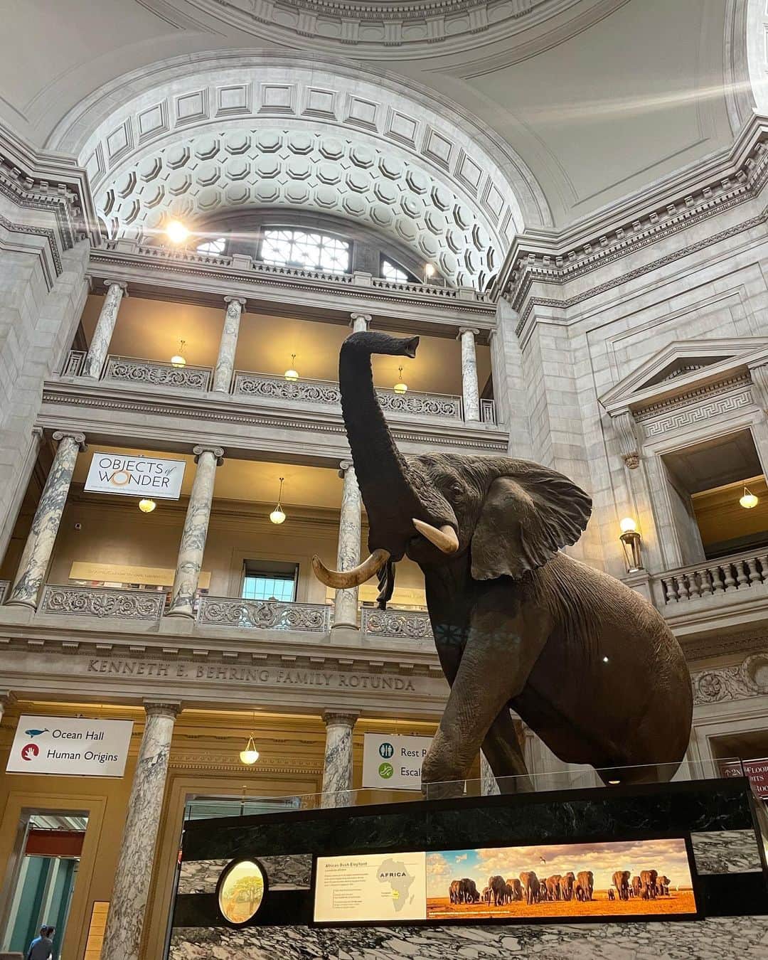 佐藤真瑚さんのインスタグラム写真 - (佐藤真瑚Instagram)「⁡ ⁡ ワシントンD.C.の観光スポットで 最も有名なスミソニアン博物館は、 全て無料で観覧することができ、 それぞれの分野で19施設に分かれています。 ⁡ ⁡ ひとつの建物を見るだけで 2.3時間かかる程、 とても大きな博物館でした！ ⁡ ⁡ 映画「ナイトミュージアム2」の 舞台となった国際自然史博物館も スミソニアン博物館のひとつです。 ⁡ ⁡ その他にもホワイトハウスや アメリカ合衆国国会議事堂、 リンカーンメモリアルを 観光して来ました🇺🇸 ⁡ #アメリカ #ワシントンdc  ⁡」9月23日 19時16分 - _mako0320