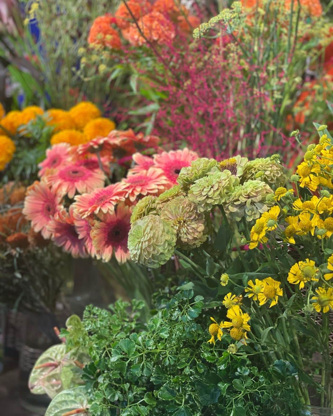 沢瀉美緒さんのインスタグラム写真 - (沢瀉美緒Instagram)「※ Autumn flowers 💐  . 青山の @allgoodflowers で。 伊勢丹のお店がなくなってしまったので🥹 . こちらにはやっぱりたくさんのお花があって 気分が高揚します😌 . シュウメイギク、ケイトウ、コスモス ワレモコウ、フェンネル… . 茶花もここで見るとオシャレ🤭 . . #allgoodflowers #オールグッドフラワーズ #お花 #茶花 #シェアグリーン #sharegreenminamiaoyama」9月23日 10時59分 - mio_omodaka