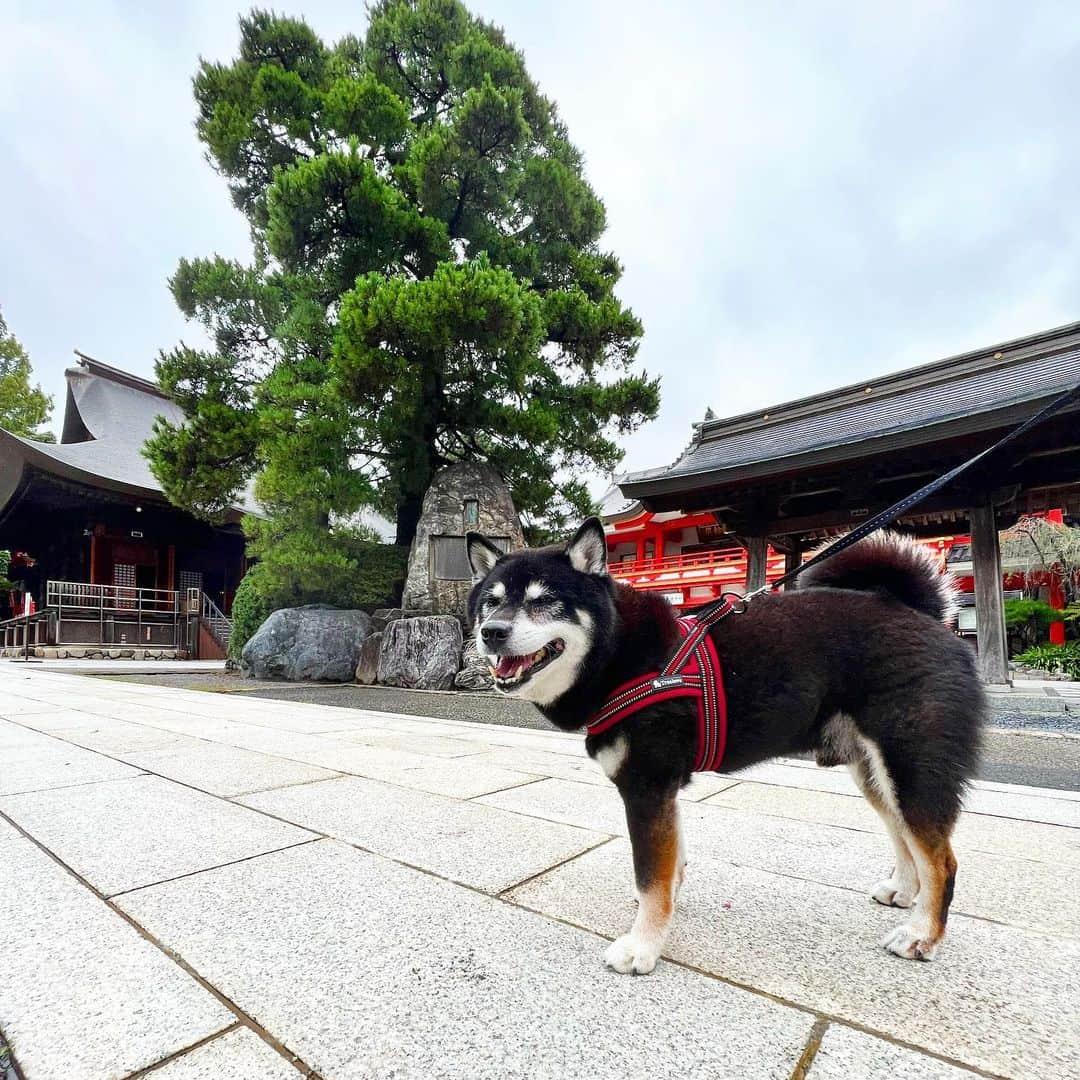 のインスタグラム：「涼しいじゃん。  #ししまる爺さん  #今朝まる #ししまる #dog #dogs #柴犬 #黒柴」