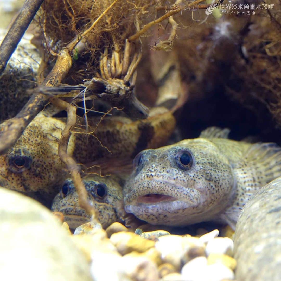 世界淡水魚園水族館 アクア・トト ぎふのインスタグラム：「今日は秋分の日なので、魚に秋の「鰍」をお届けします。（写真：カジカ小卵型）  #アクアトト #水族館 #aquarium #秋休み #ハロウィン #秋分の日  #オアシスパーク #河川環境楽園」