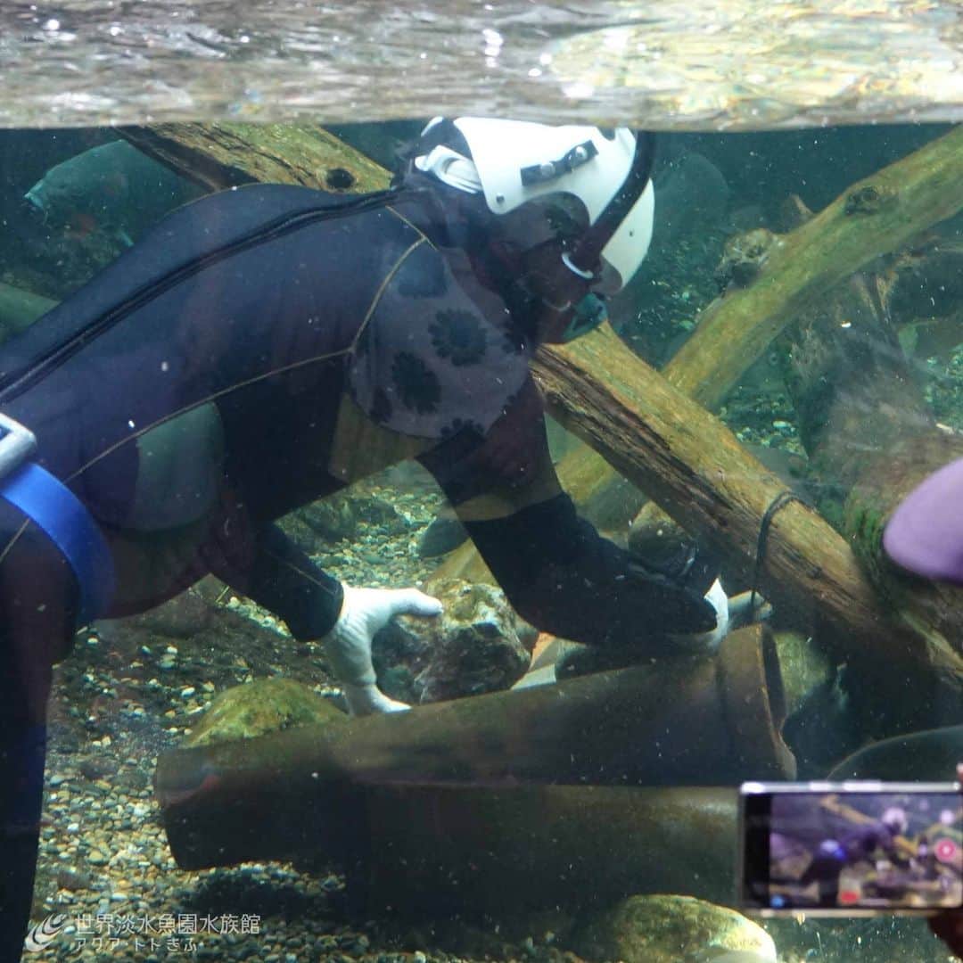 世界淡水魚園水族館 アクア・トト ぎふのインスタグラム：「水中で作業中の飼育スタッフ。 「わぁーヒトだー！！」と、人だかりができます。 この瞬間、間違いなく館内イチの人気者となります。  今日もたくさんのスマホが向けられていましたが、みなさんがこの写真をその後どうするのかちょっと気になります。  #アクアトト #水族館 #aquarium #潜水 #水族館あるある #オアシスパーク #河川環境楽園」