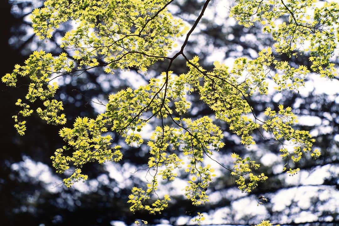 Michael Yamashitaさんのインスタグラム写真 - (Michael YamashitaInstagram)「Nikko National Park is one of the best places to see brilliant fall foliage.  Japan's beloved haiku poet, Matsuo Basho passed through here, composing poetry on the beauty of nature. #autumnequinox #tohoku #momiji  #nikko #nikkonationalpark #autumninjapan #fallfoliage」9月23日 11時15分 - yamashitaphoto