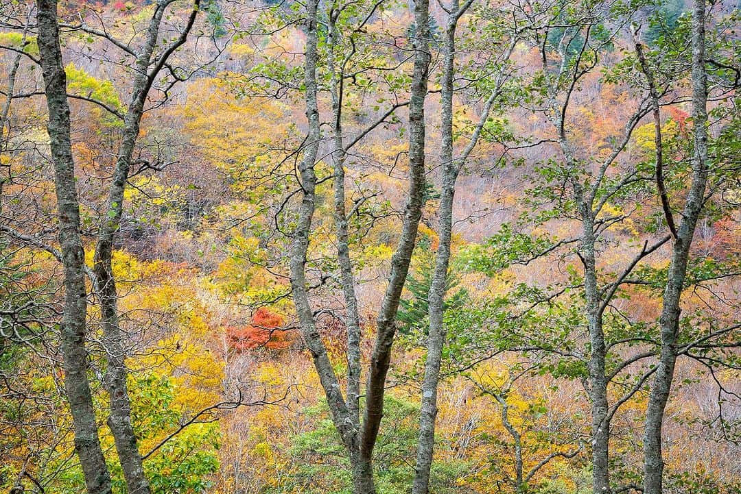 Michael Yamashitaさんのインスタグラム写真 - (Michael YamashitaInstagram)「Nikko National Park is one of the best places to see brilliant fall foliage.  Japan's beloved haiku poet, Matsuo Basho passed through here, composing poetry on the beauty of nature. #autumnequinox #tohoku #momiji  #nikko #nikkonationalpark #autumninjapan #fallfoliage」9月23日 11時15分 - yamashitaphoto