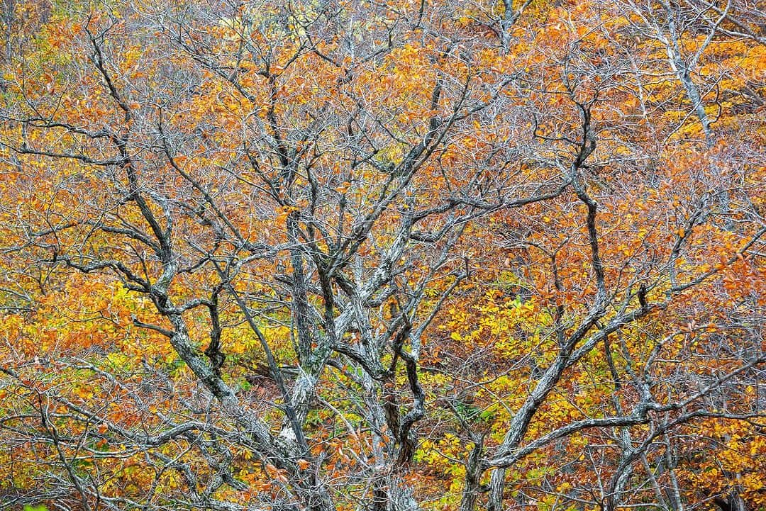 Michael Yamashitaさんのインスタグラム写真 - (Michael YamashitaInstagram)「Nikko National Park is one of the best places to see brilliant fall foliage.  Japan's beloved haiku poet, Matsuo Basho passed through here, composing poetry on the beauty of nature. #autumnequinox #tohoku #momiji  #nikko #nikkonationalpark #autumninjapan #fallfoliage」9月23日 11時15分 - yamashitaphoto