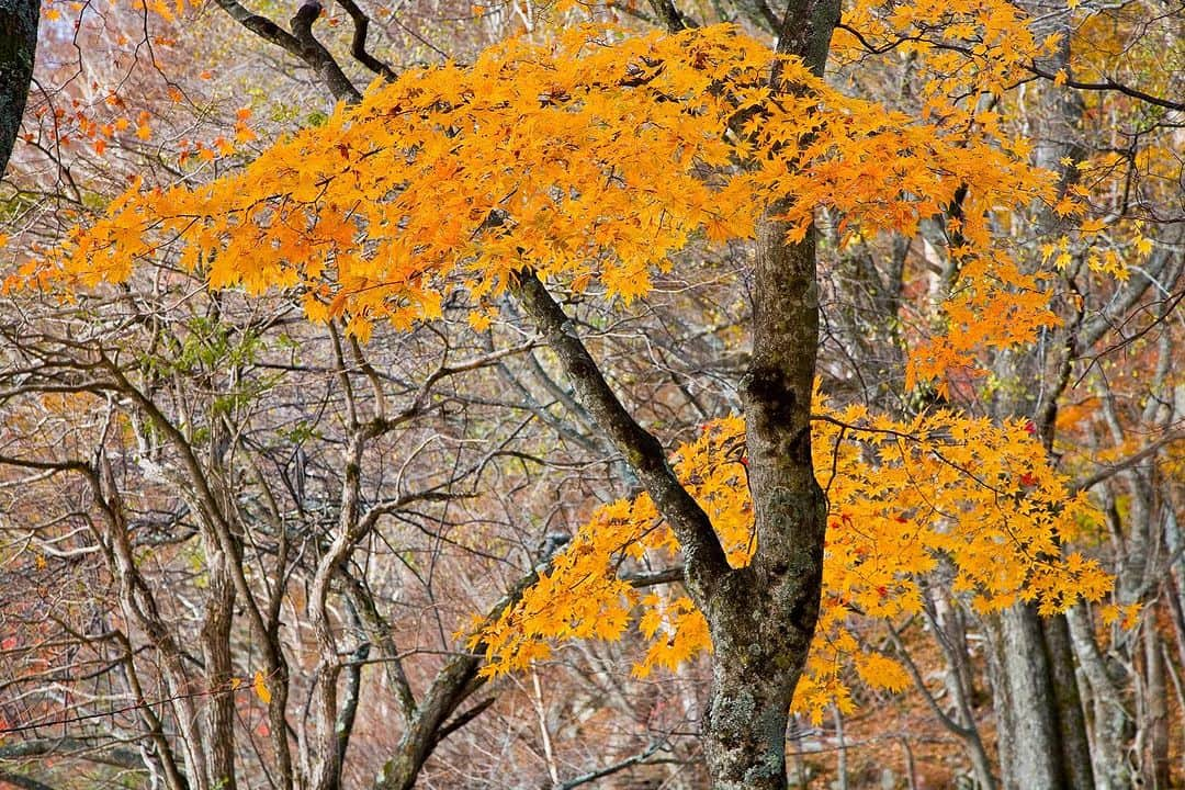 Michael Yamashitaのインスタグラム：「Nikko National Park is one of the best places to see brilliant fall foliage.  Japan's beloved haiku poet, Matsuo Basho passed through here, composing poetry on the beauty of nature. #autumnequinox #tohoku #momiji  #nikko #nikkonationalpark #autumninjapan #fallfoliage」