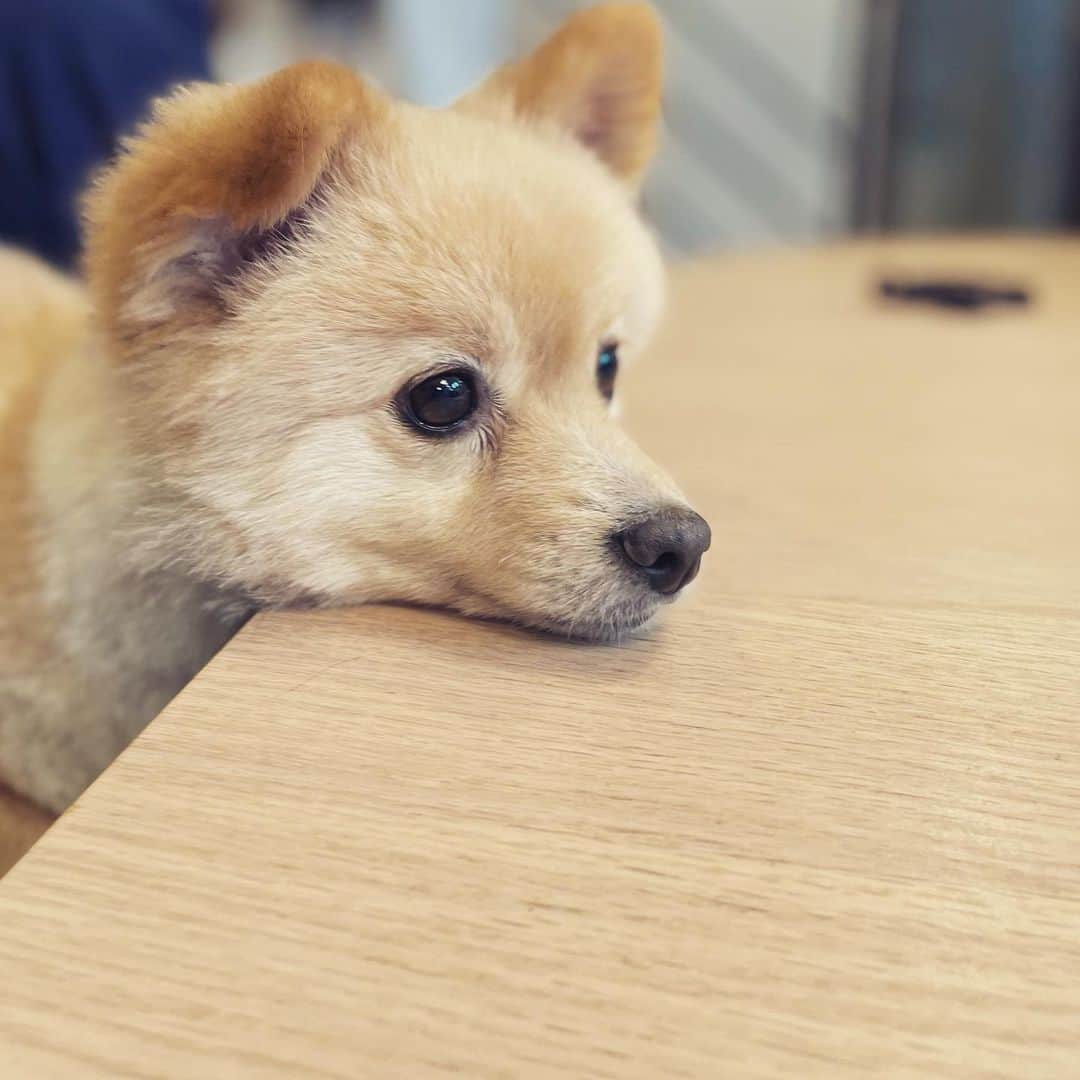 水野良樹さんのインスタグラム写真 - (水野良樹Instagram)「ちょっと涼しいなー。 #名犬てけ #いぬすたぐらむ #もうすぐ秋」9月23日 11時53分 - mizunoyoshiki_teke