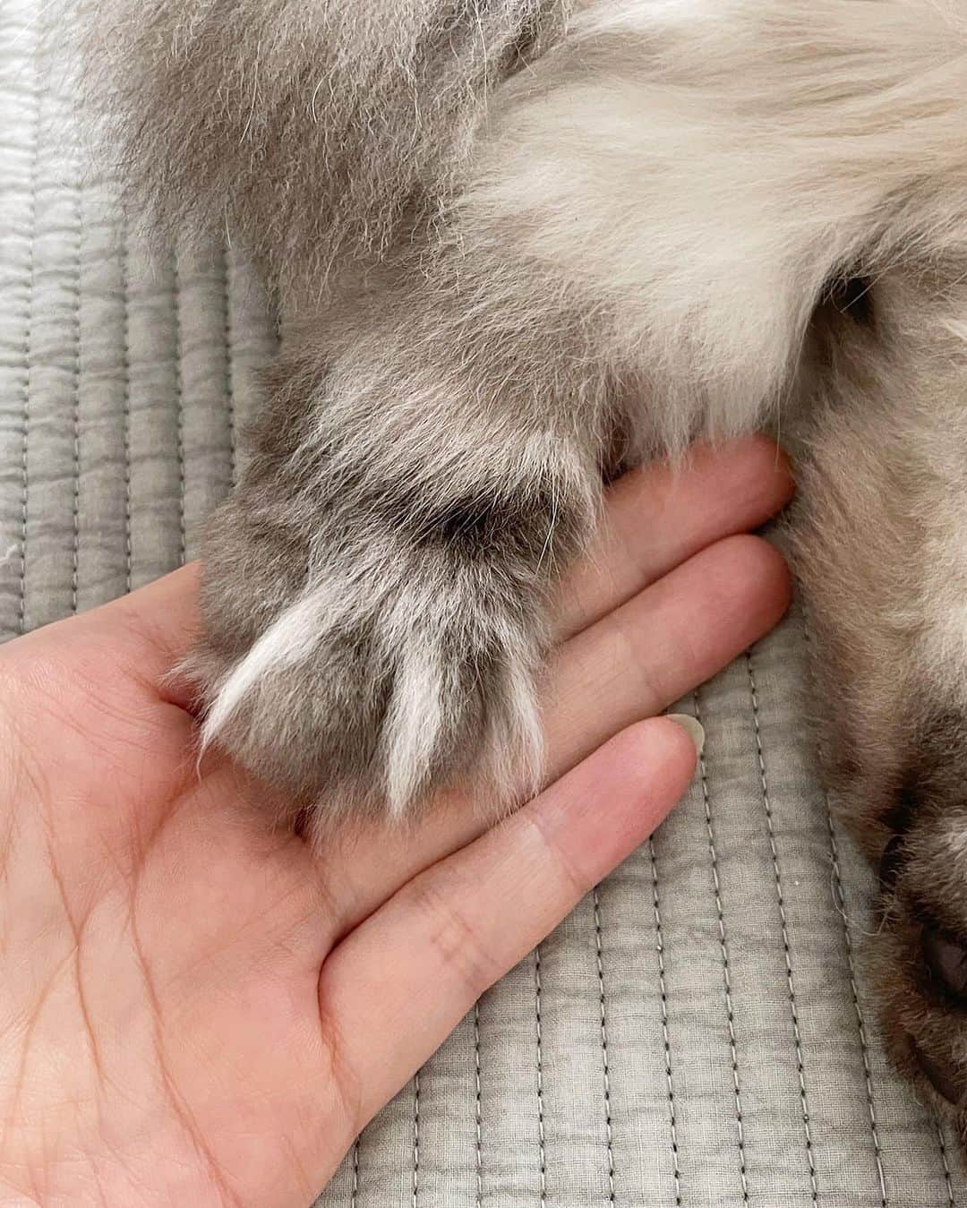 ギモのインスタグラム：「볼수록 신기하게 생겼쟈나~👀  #cat #chamoe #누더기발 #울버린털 #쨤버린 #귀여워서살려둠🤣」