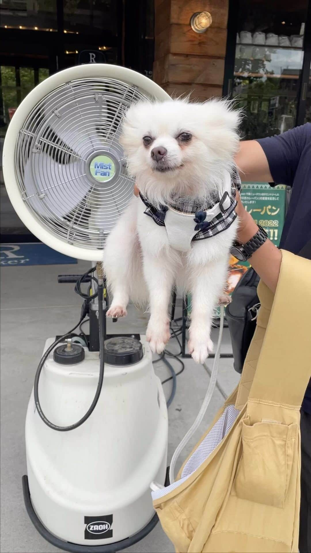 北口麻奈のインスタグラム：「ミスト扇風機で泳いでる〜とパパに遊ばれる抹茶🐕💦 顔が…🥴 リズ兄と同じ反応になってきた気がします。 抹茶のモーニングはゆで卵の白身だよ😋 #犬のいる暮らし #犬とお出かけ関西 #rbaker #大阪城公園 #ぽめちわ #ポメチワ」