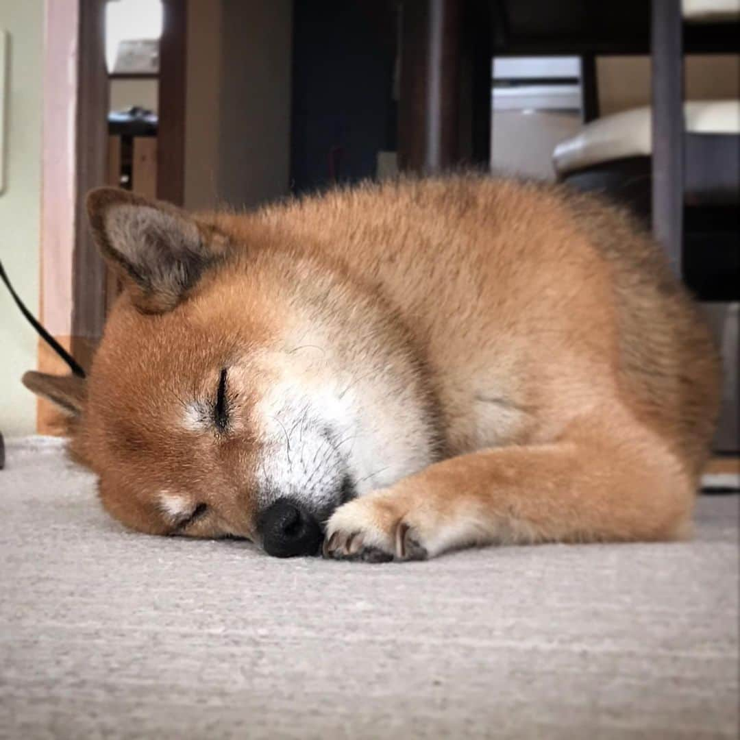 柴犬はなこ Shibainu Hanakoのインスタグラム：「気持ちいい風が吹いてるねー☺️ #shiba #dog #shibainu #犬 #柴犬」