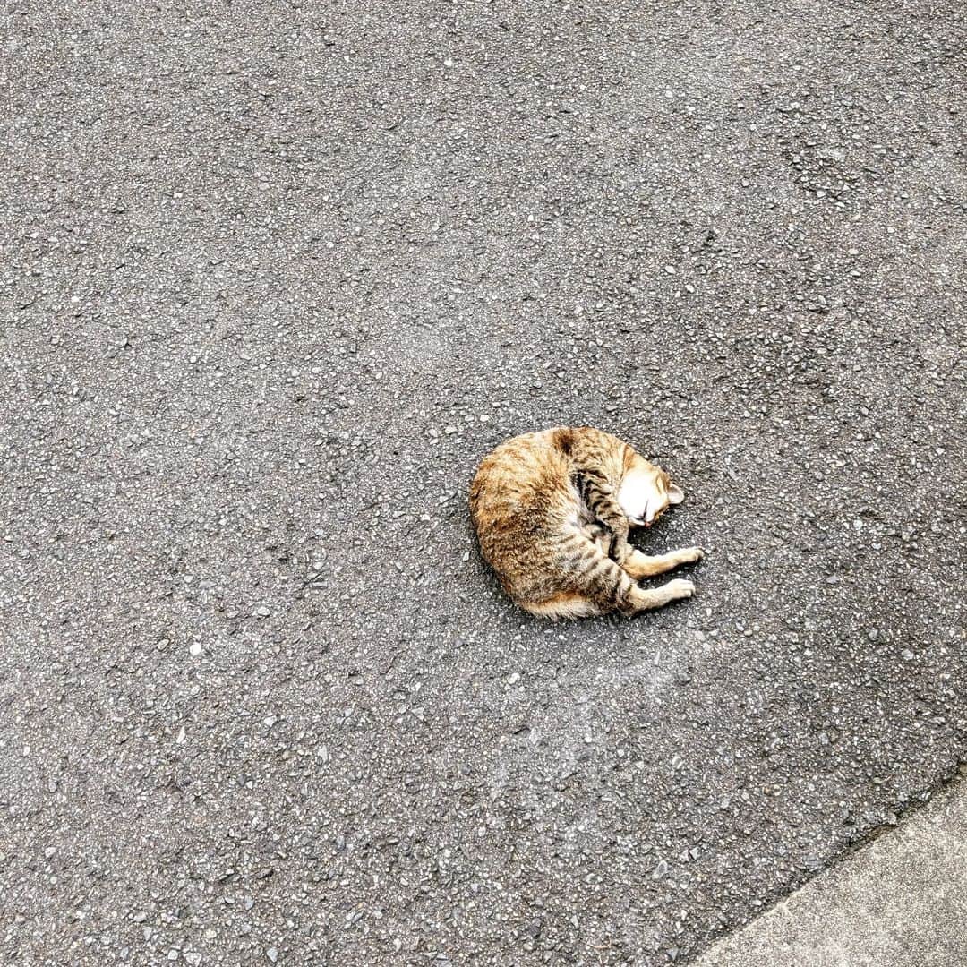 makicocomoのインスタグラム：「家のドアを開けると。 トコ。 たまに生きてるか心配になるほど。 ご近所さんから可愛がられてます。 私が近づくと逃げます。  #ねこ　#ねこ部　#cat」