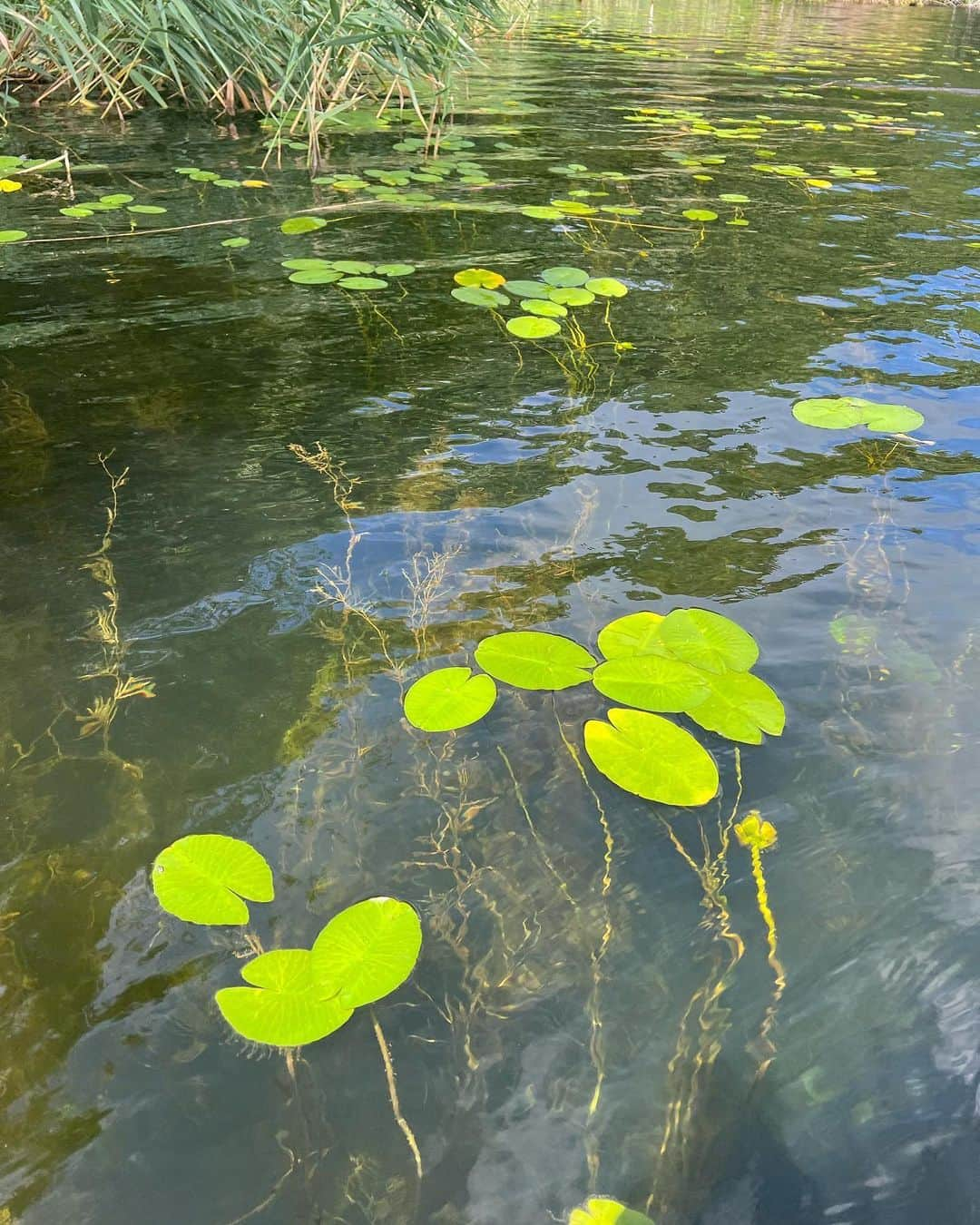 石井亜美さんのインスタグラム写真 - (石井亜美Instagram)「🌱  夏の美幌旅のなかで連れて行って頂いた チミケップ湖のカヌー🛶  まるでモネの世界のような景色に 終始うっとりであった…！  野鳥が大好きなので (鳴き声と姿で種類を特定するのが趣味であり特技😂) タッキーと、鳥を見つけながら湖上散策！  めちゃくちゃ心満たされる時間だった…！ (人生2回目のセイコーマートとの記念写真を添えて🤣)  道東の自然を感じたい方！ 今回私がガイドして頂いたタッキーをご紹介したい🙆‍♀️ @takimasan ( @peacankikaku ) 冬の時期はスノーシューや、流氷ツアーも❄️  北海道に行く予定がある方、お近くの方！ ぜひご連絡してみてね！  #hokkaido #美幌 #美幌町 #北海道 #北海道旅行 #オホーツク　#津別 #チミケップ湖」9月23日 12時59分 - ami_ishii_