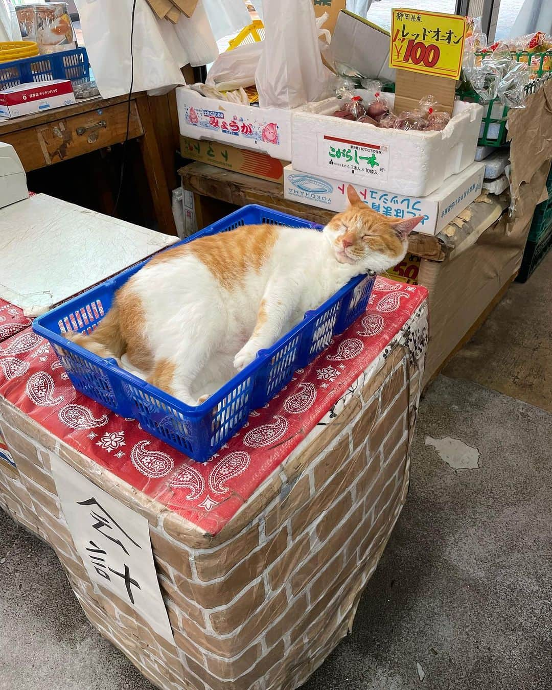 Aww Clubのインスタグラム：「Accountant  @kikuya.seikaten  #meowed #cutecat #cat #catswithjobs #看板猫 #喜久屋青果店 #八百屋 #猫店長 #保護猫 #茶白」