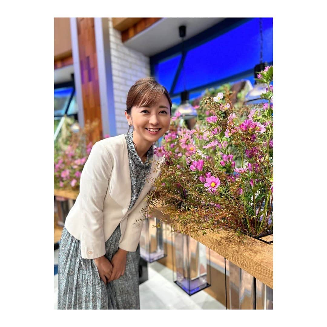 中谷しのぶのインスタグラム：「🌼🌼🌼  スタジオにコスモス 秋の気配です🍂  #ウェークアップ」