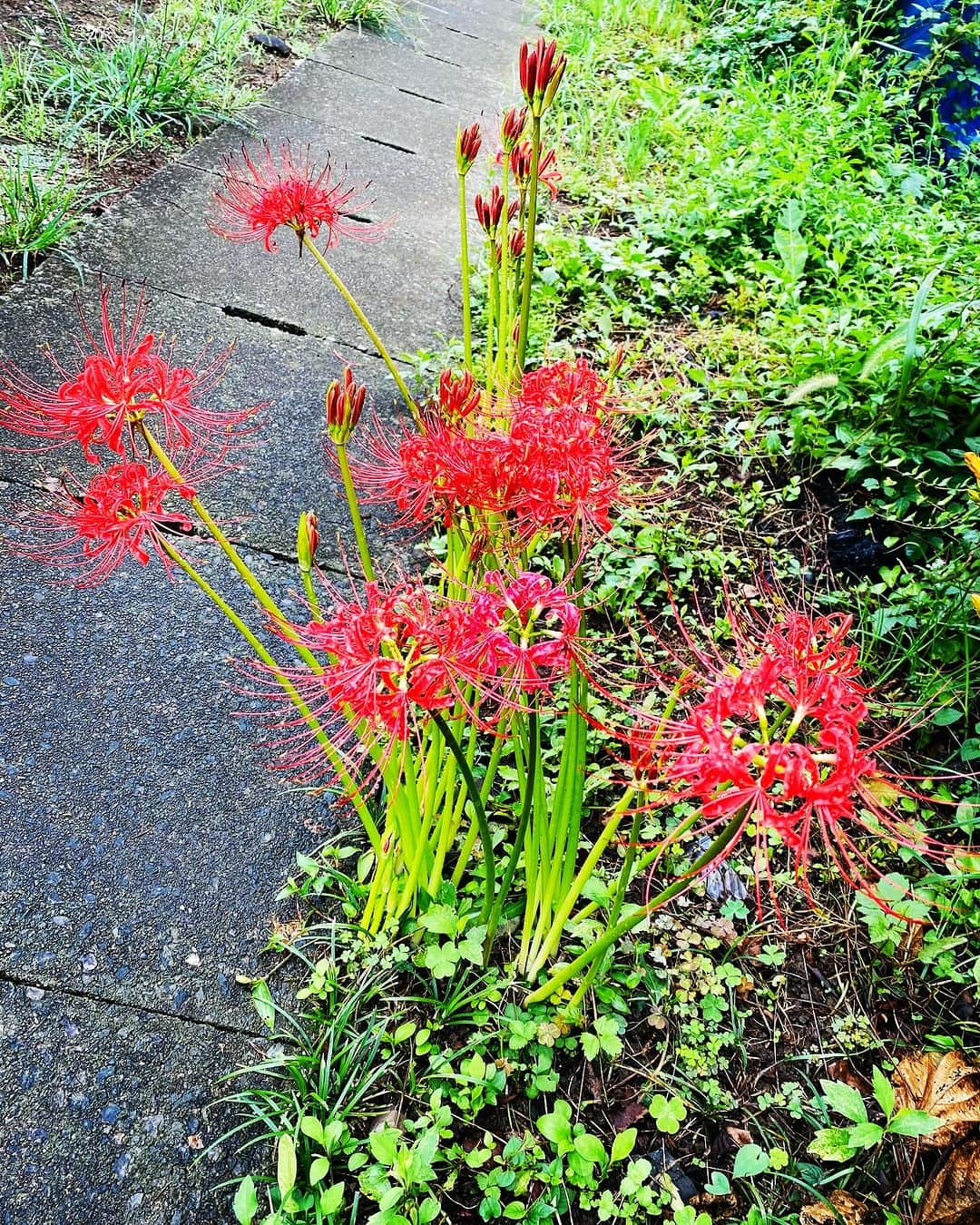 弘田佳孝のインスタグラム：「近所で曼珠沙華が咲いてたよ　もう秋だなー #redspiderlily #曼珠沙華 #彼岸花」