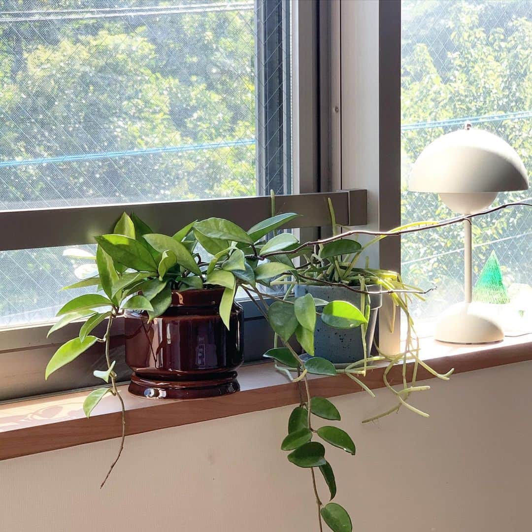 佐藤友子さんのインスタグラム写真 - (佐藤友子Instagram)「昨年の今頃は花が好きすぎてガラスの花びんをつくりましたが、今年は植物が好きすぎることからとうとう植木鉢をつくりました🪴  とは言っても今回は初の試みの社内コラボレーションでして、プロダクト開発を担当するプランナーと商品セレクトを担当するバイヤーのコラボで作り上げていきました。  もちろん、さまざまな判断の過程にわたしも介入しながらではありますが、たくさんのモノを見てきたバイヤーが「なかなか理想的なものに出会えないからつくってほしい」となって立ち上がったのがこのプロジェクトでした。  「えらぶ」機能と「つくる」機能を社内に同居させているゆえの面白さをつくってみたかったからでした。  社内でさまざまな意見や議論が交わされ、最終的に見た目にも、機能面でも、大満足なものが出来上がりました。  受け皿が一体的に見えること、水を通す鉢底の穴の数、陶器でかつ艶のある釉薬を施し土汚れが落としやすいこと、窓辺で光に当たったときツヤツヤとした存在感を放つこと、そしてどこかアンティークテイストやキッチン道具を彷彿とさせるような暮らしの道具感を出すこと。  などなどにこだわりました。  わたし自身も愛着ひとしおです。  飴色のアンバーと、アイヴォリーの2種類ありますが、カタチ違いです。  同じカタチの2色展開にするか最後まで悩みましたが、今回私たちがつくるならこうしたほうがよさそう、と決めました。  早速、先日の発売以降「まさにこんなのを待ってました！」というお声が届いていてうれしいです。  日々、頭のなかで、モノについて考えたり、服について考えたり、はたまた新たなコンテンツについて考えたり。 いろんなところに感覚が行き来しています。  自分のなかでそこに区分けがなく😅モノをつくるときもコトをつくるときも同じところを見ているように思います。  この秋も引き続きお店をさまざまなモノコトに触れられる「場」として楽しんでもらえるようにスタッフと励みたいなと思います☺️  #北欧暮らしの道具店」9月23日 13時31分 - tomokosato_hokuohkurashi