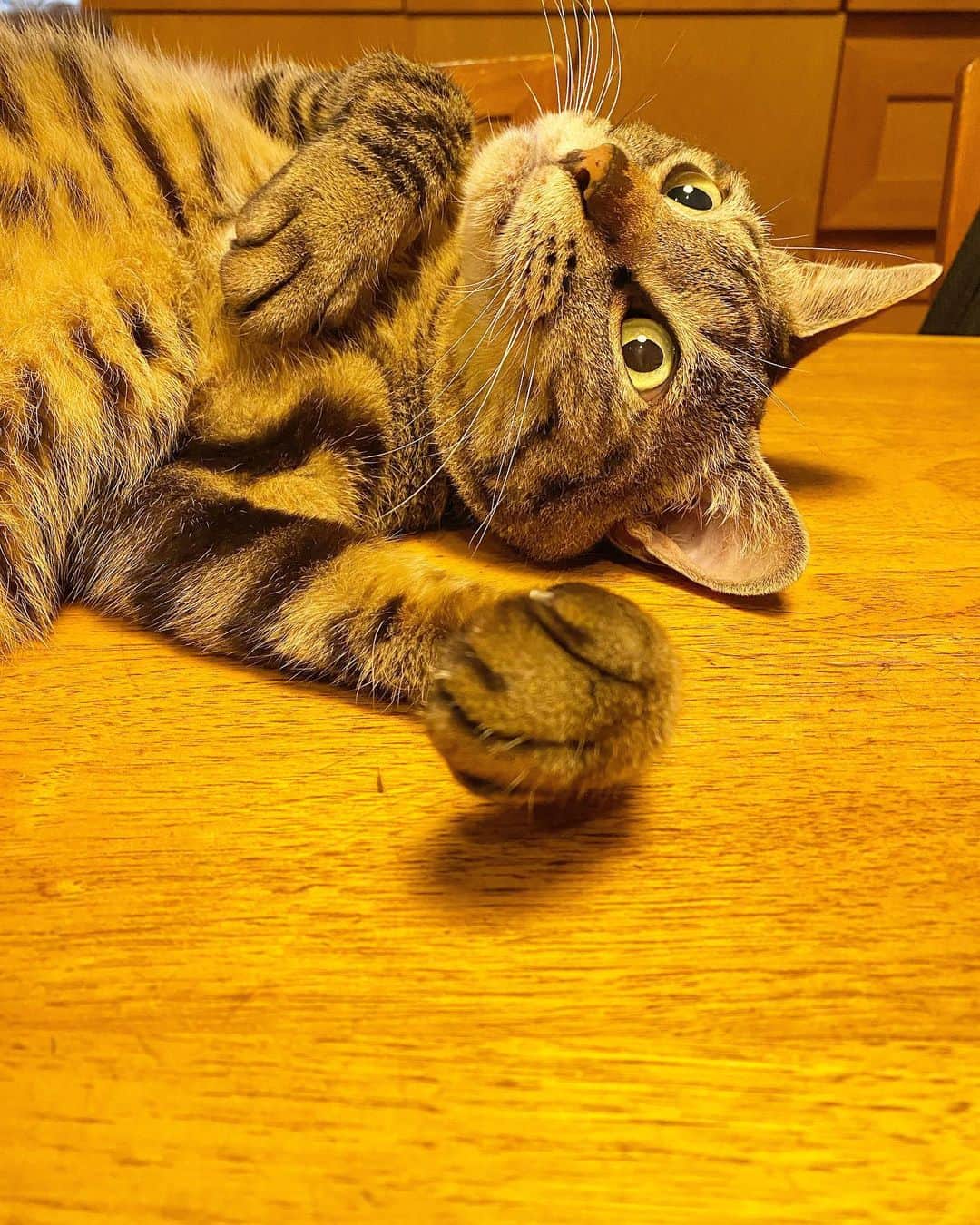 相原コージさんのインスタグラム写真 - (相原コージInstagram)「ごりょん〜。　#ねこ　#ねこのいる生活  #キジトラ  #cat  #catstagram」9月23日 13時36分 - kojiaihara