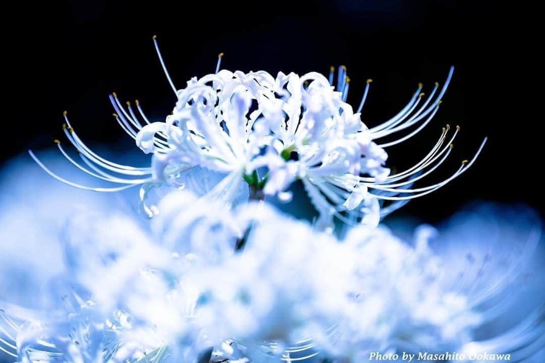 花の写真館のインスタグラム：「Photo by 大川 正仁. . Original Post[投稿いただいたURL] https://www.facebook.com/photo.php?fbid=5405116226268808 . 本アカウントは、 #私の花の写真 をつけてInstagramに投稿された皆さまの花の写真や、「花の写真館」Facebookページで投稿された花の写真を紹介します。 「花の写真館」Facebookページは、「 @floral.photograph 」のプロフィールにあるURLからご覧ください。 . ※各種法令、マナー、関係者の指示に従った撮影をお願いします。 *Please ensure that your photography adheres to all relevant laws, etiquette, and instructions issued by authorized persons. ※本アカウントは東京カメラ部がFacebook、Instagramのサービスを利用して運営しているもので、Meta社・Instagramとは一切関係ありません。 . #花の写真館 #floralphotograph #floralphoto #flower #flowers Follow: @floral.photograph」