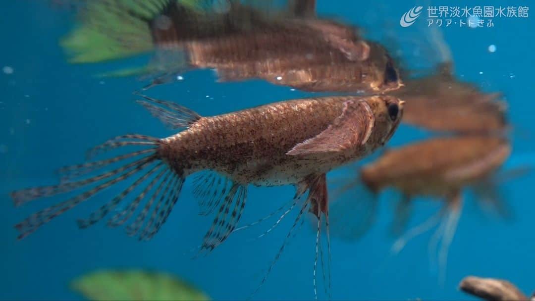 世界淡水魚園水族館 アクア・トト ぎふのインスタグラム：「流れに負けず、ぴたっと静止。  #アクアトト #水族館 #aquarium #オアシスパーク #河川環境楽園」