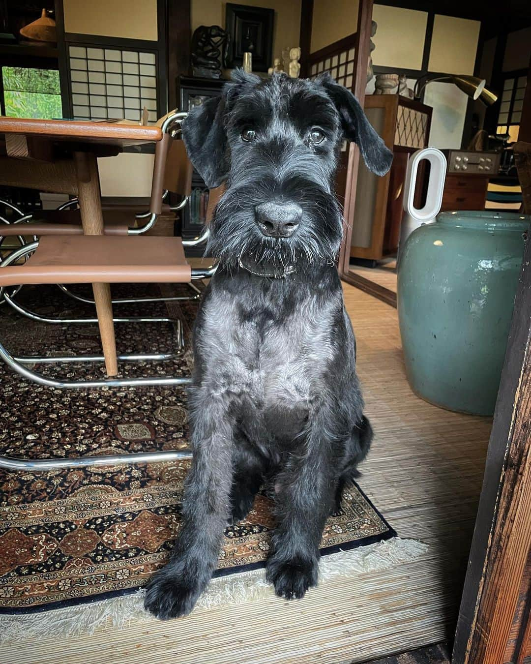 桐島かれんのインスタグラム：「はじめてのトリミング。 男前になりました。 #ジャイアントシュナウザー#giantschnauzer」