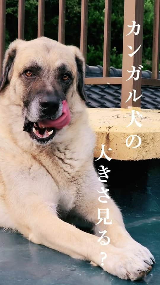 吉松育美のインスタグラム：「私の愛犬の大きさ見て🫠💗普通に立ったら170cmはある我が家の門番✨️ #カンガル犬  #大型犬 #犬のいる暮らし #大型犬のいる暮らし  #kangal #kangaldog #Japan」