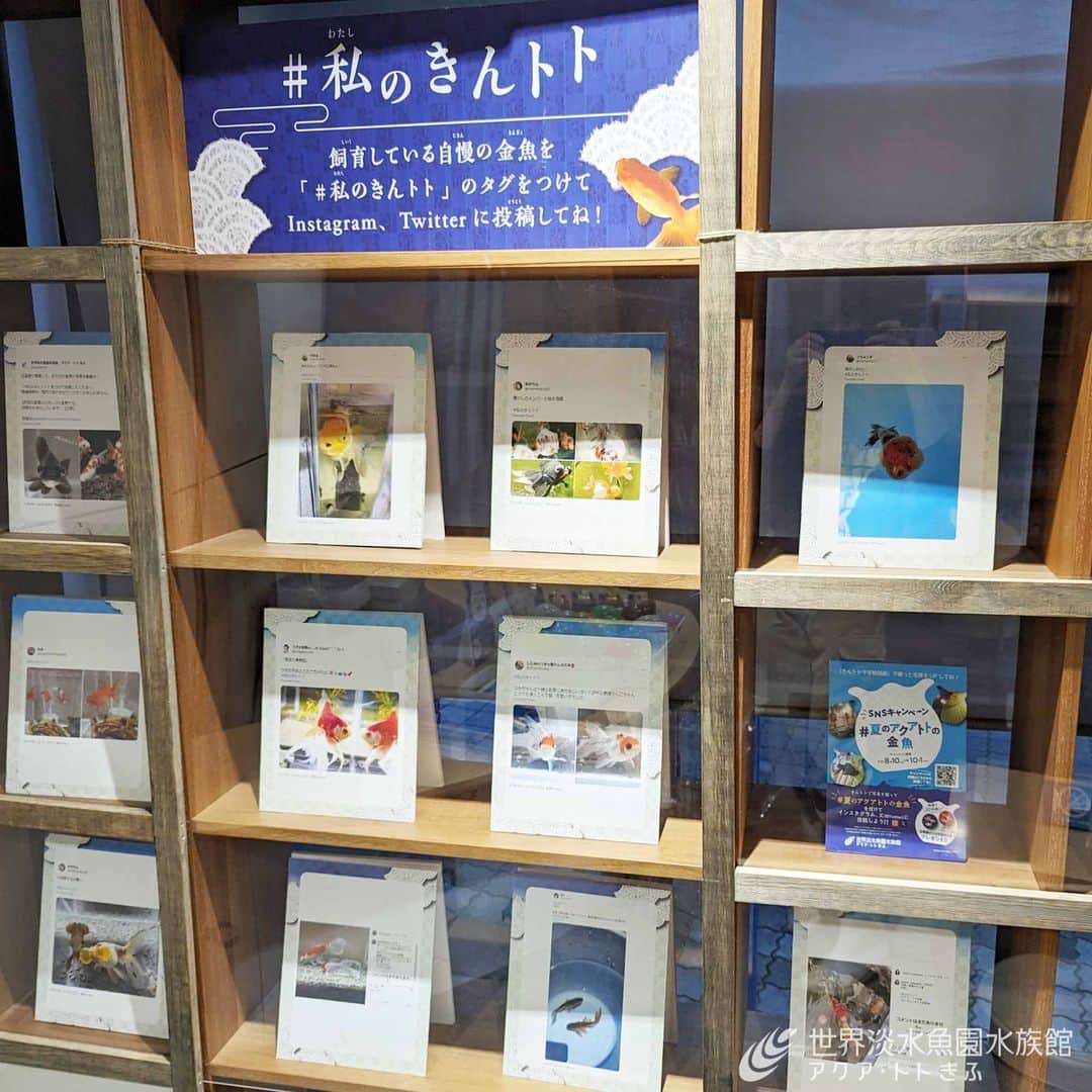 世界淡水魚園水族館 アクア・トト ぎふのインスタグラム：「企画展『きんトト今昔物語－時代彩る金魚たち－』では、おうちの金魚の写真を募集しています。  #私のきんトト のハッシュタグをつけて投稿すると、館内で紹介させていただくかもしれません。 ご自慢の金魚をお待ちしております！  ＜参加条件＞  ・当館のInstagram、Twitter公式アカウントをフォローしてください。 ・水族館内での紹介は、投稿内容を確認した上で選択いたします。すべての投稿をご紹介できるわけではありませんのでご了承ください。 ・投稿された内容は、水族館内での展示をはじめ、当館のSNSやホームページ、広告物などに予告なく使用させていただくことがあります。 ・投稿されるアカウントが非公開の場合は対象外となります。 ・ご本人確認のためダイレクトメッセージなどで連絡させていただくことがあります。 ・投稿を削除された場合や、実施期間外の投稿は対象外となります。 ・投稿は18歳以上の方に限ります。お子様の場合は必ず保護者の方のアカウントで投稿してください。 ・投稿内容に第三者の権利侵害があった場合、当館は一切責任を負いません。 ・本キャンペーンで発生した損失、被害、費用、その他の申し立てについて当館は一切責任を負いません。  #アクアトト #水族館 #aquarium #企画展 #金魚 #きんトト #オアシスパーク #河川環境楽園」