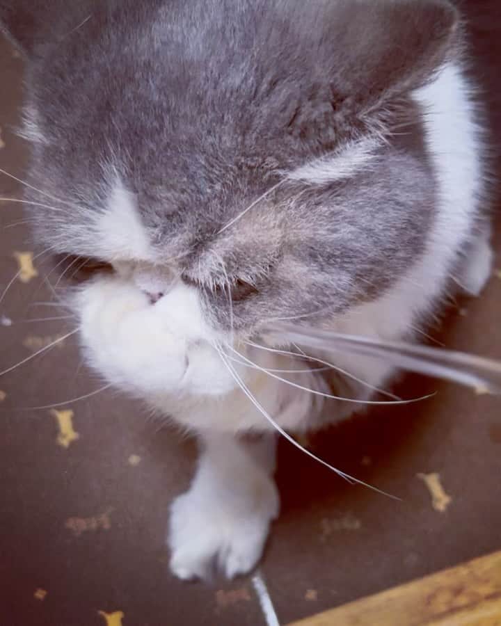 のインスタグラム：「「捕らえた獲物(猫じゃらし)は逃さない」は、大阪のバーゲンセールのおばちゃんレベルなムスカ🛍️😾  #ムスカ #エキゾチックショートヘア #ねこすたぐらむ #ふわもこ部 #にゃんすたぐらむ #ねこ部 #にゃんこ #ねこのいる生活 #ねこのきもち #猫写真 #猫大好き #ペコねこ部 #ねこバカ #愛猫 #냥스타그램 #귀여워 #猫咪 #catstagram #kitty #petstagram #instacat #meow #catoftheday #ilovemycat #catstagram_japan #instagramcats #cutepets #Kedi #cat_of_Instagram #katter」