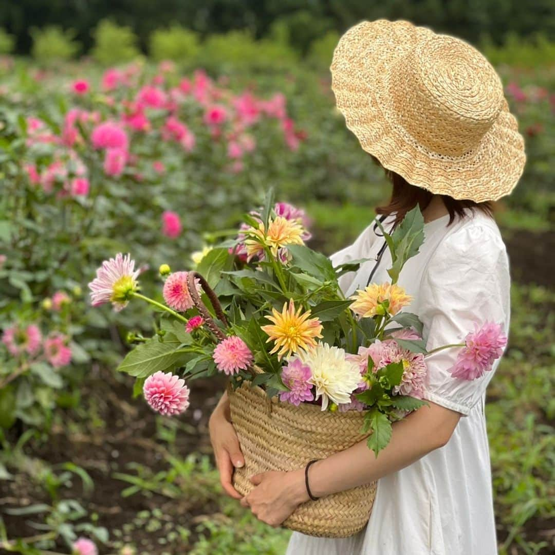 福島県さんのインスタグラム写真 - (福島県Instagram)「【THE DAHLIA（塙町）】  この秋は両腕いっぱいにダリアを摘みに行くのはいかがでしょうか？  塙町にある「THE DAHLIA」では約1.8ヘクタールの広大な敷地内に約130品種、延べ15万本の色とりどりのダリアが咲き並びます。  花々を眺めながらの散策や撮影はもちろん、ここでは全国的にも珍しいダリアの花摘み体験ができます。  摘み採りのチケットをご購入された方は、両腕で抱えられる分のダリアを選び持ち帰れるので、自宅に帰ってからも花を楽しむことができます。  ぜひ花と緑でいっぱいの美しい風景の中、ダリアの花を満喫してくださいね。  #THEDAHLIA #ダリア #花摘み #花摘み体験 #県南地方 #中通り #塙町 #福島県 #hanawatown #fukushima #RealizeFukushima #NotADreamFukushima #ひとつひとつ実現するふくしま」9月23日 17時00分 - realize_fukushima