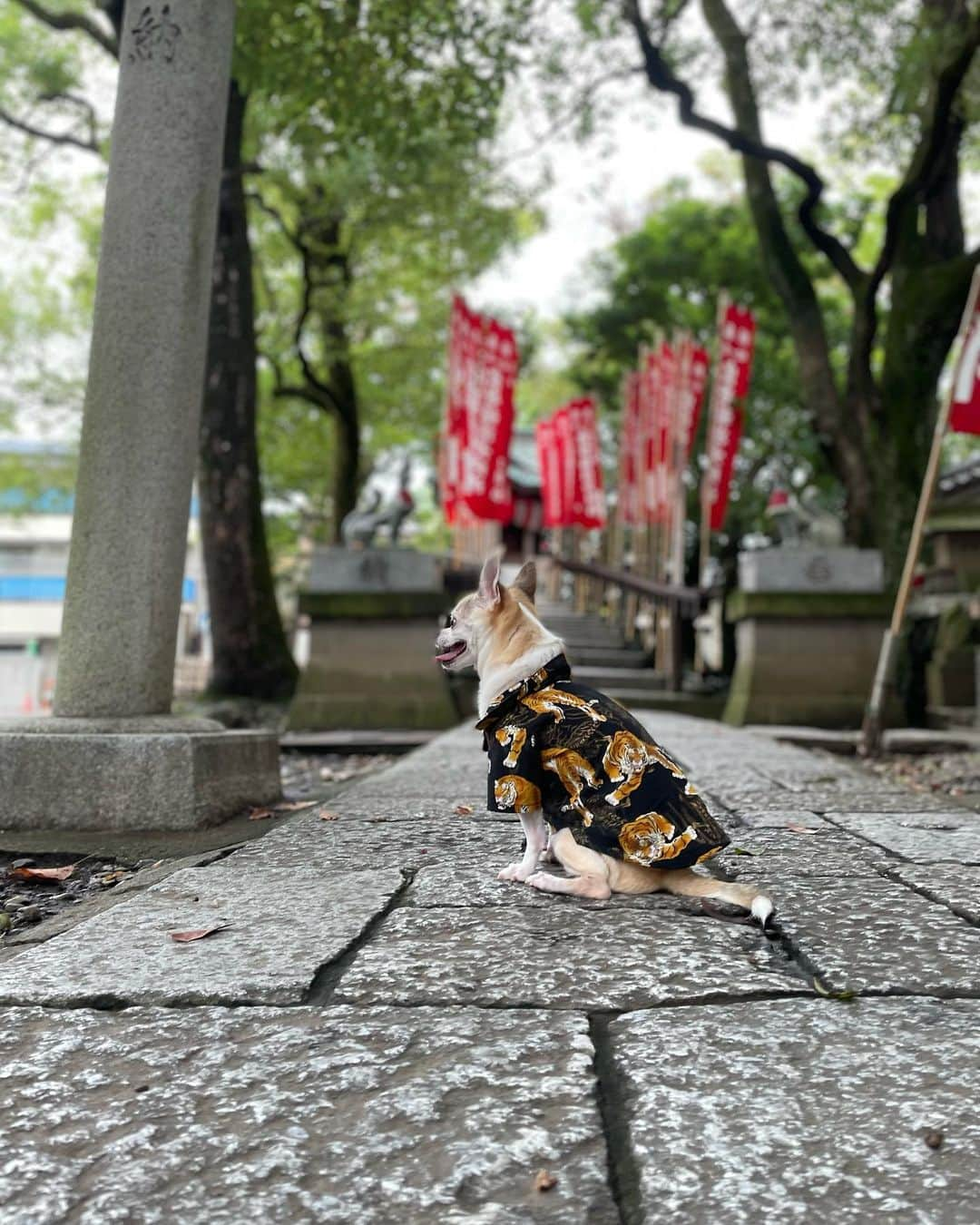 紋次郎のインスタグラム